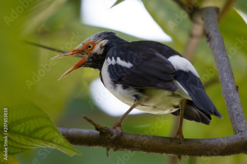 Bird