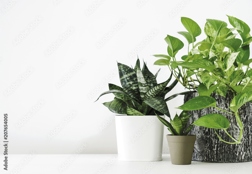 Golden pothos and snake plant on the white wooden table with copy space home and garden concept