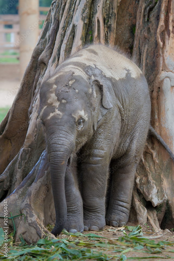 Obraz premium Baby Elephant