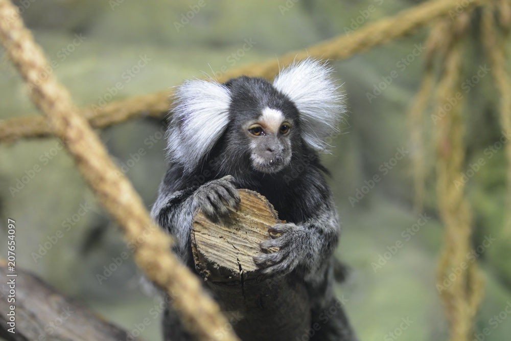 Pygmy marmoset on a tree branch Pygmy marmoset on a tree branch