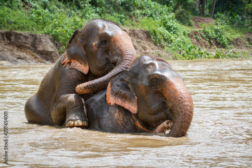 Elephant Baiting