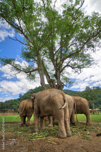 Elephant 