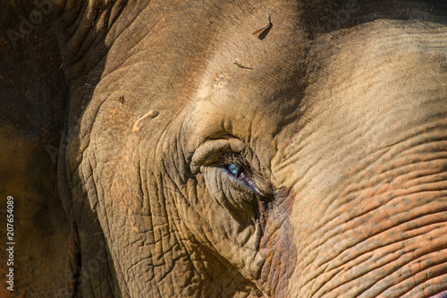 Elephant Eye