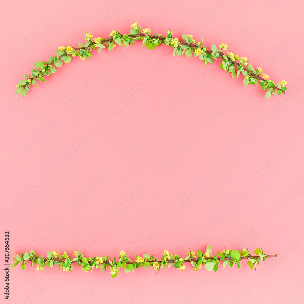 Fototapeta premium Color paper background with flowering barberry