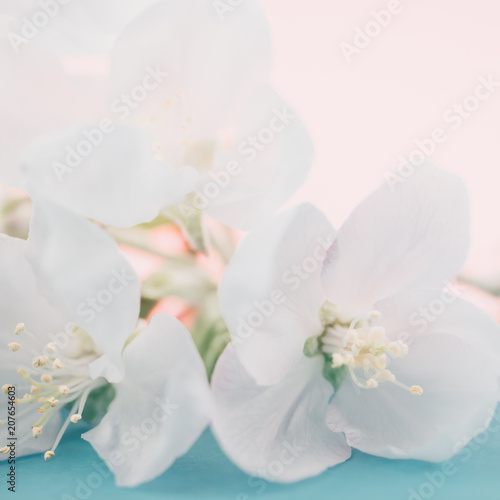 Apple blossoms over blurred color background