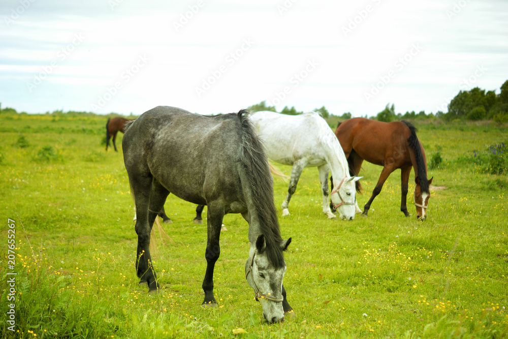 Horses for a walk