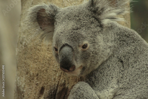 Fototapeta Naklejka Na Ścianę i Meble -  Koalabär