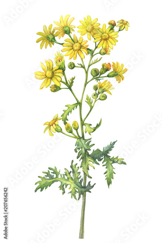 Branch with flowers of wild plant Jacobaea vulgaris (also called ragwort, stinking willie, cushag). Watercolor hand drawn painting illustration isolated on a white background.