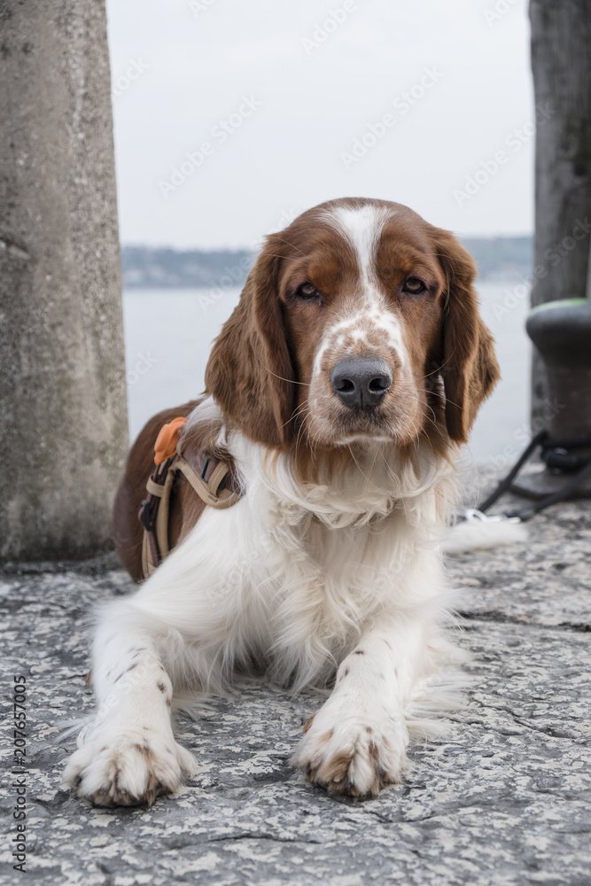 Nice young Welsh Springer Spaniel sitting on a stone pier looking into the camera on a sunny day.