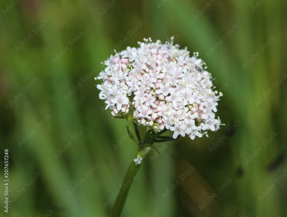 Common Valerian (Valeriana officinalis) flower blooming in spring Common Valerian (Valeriana officinalis) flower blooming in spring