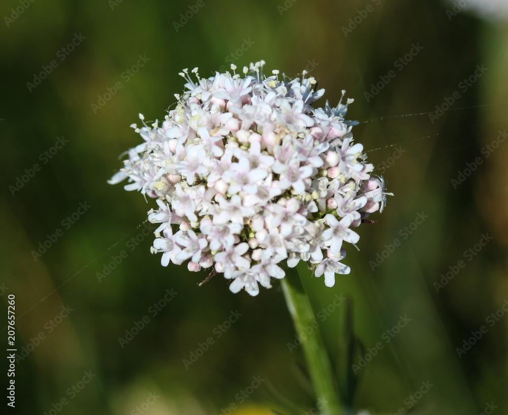 Common Valerian (Valeriana officinalis) flower blooming in spring Common Valerian (Valeriana officinalis) flower blooming in spring