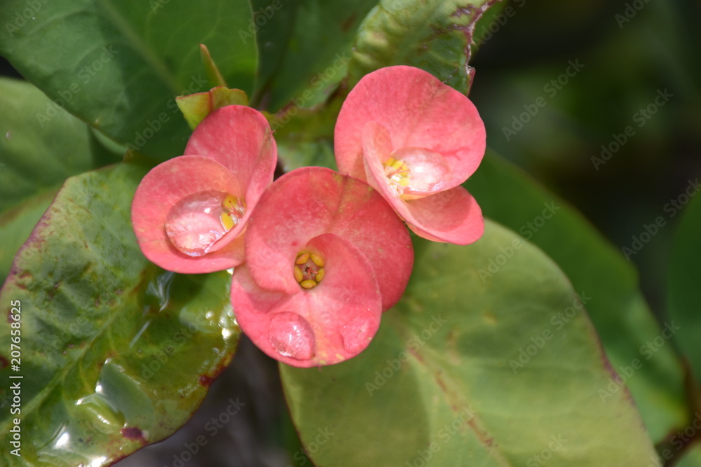 Obraz premium Pink Flower with Water Drops