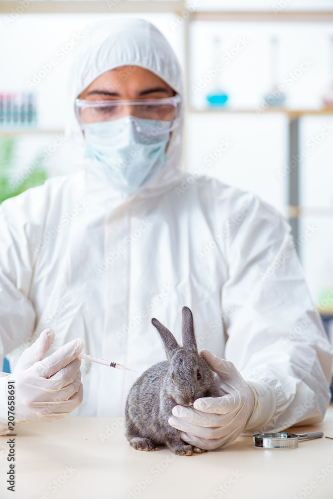 Scientist doing testing on animals rabbit Scientist doing testing on animals rabbit