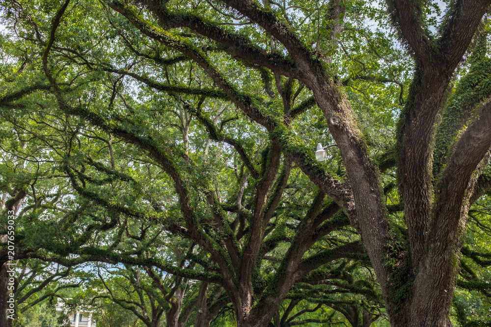 © PieBase - louisiana oak tree