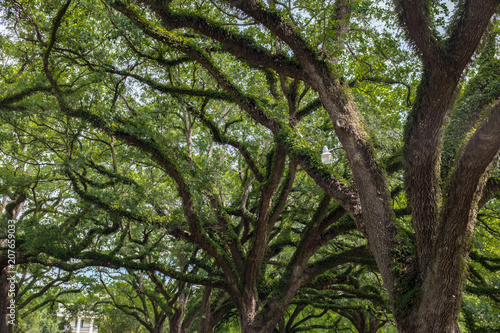 louisiana oak tree