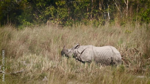Greater One-horned Rhinoceros in Bardia national park, Nepal - specie Rhinoceros unicornis family of Rhinocerotidae