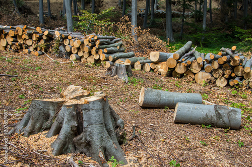 Damage to nature. Timber logs stacked in a pile for removal from the forest. Europe