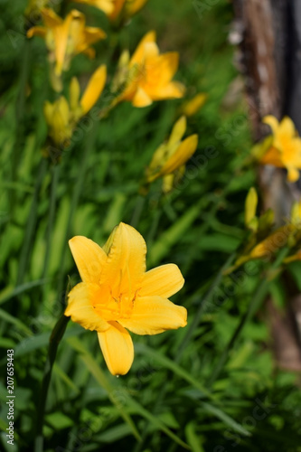 Yellow day-lilies against the green grass on a flower bed
