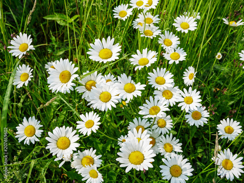 Bunch of marguerites; top down view; flat lay