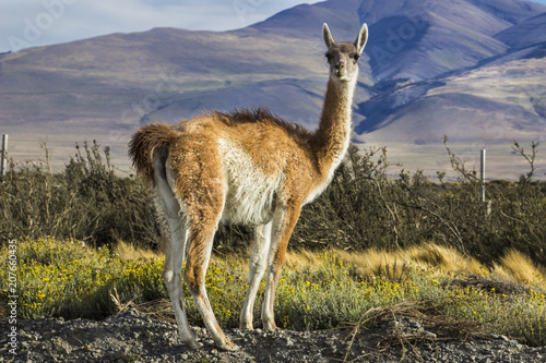 Guanaco in the countryside at Torres del Paine National Park, Patagonia, Chile