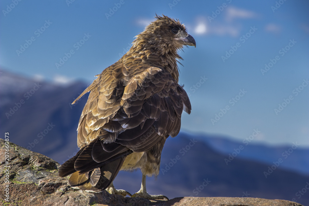 Fototapeta premium An oportunistic Caracara predator looking for food inside Patagonia mountains, Argentina