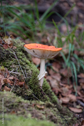 Fly agaric in forrest red poison