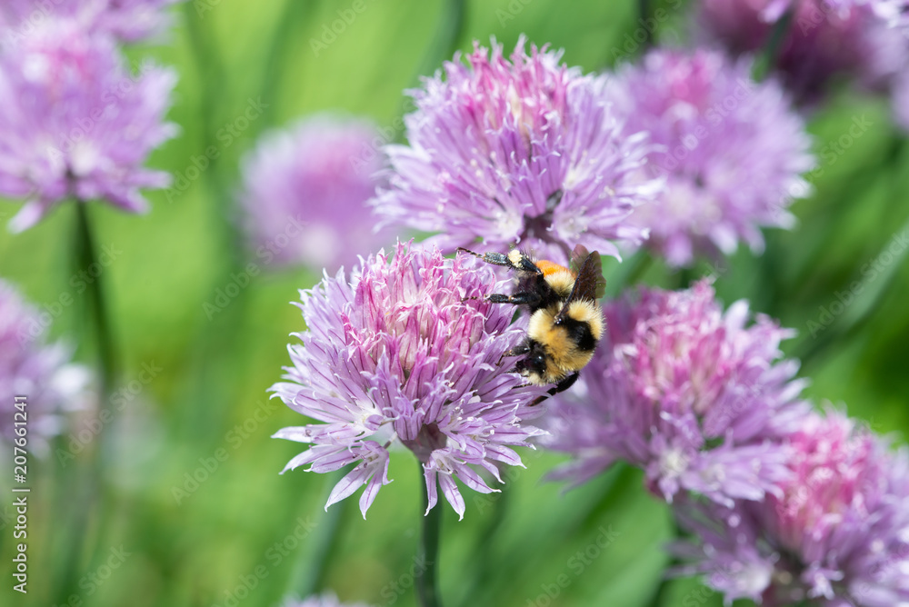Female Bumblebee collecting nectar from chive flowers Female Bumblebee collecting nectar from chive flowers