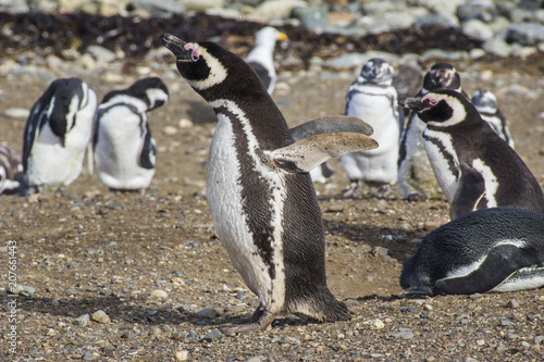 Saint Magadalena Island is a remote location inside the Patagonian seas at the Magellan sea, with an amazing population of Magellan Penguins is incredible to take a walk along it land photo