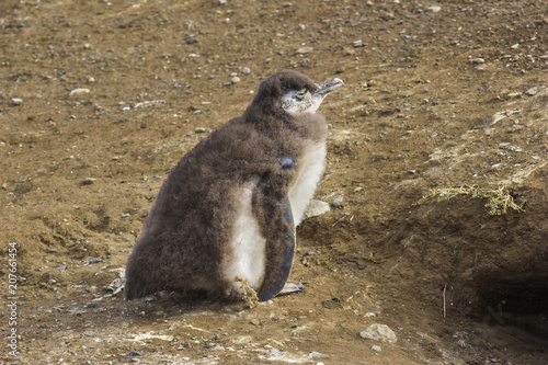Baby Penguin in Saint Magadalena Island is a remote location inside the Patagonian seas at the Magellan sea, with an amazing population of Magellan Penguins is incredible to take a walk along it land photo