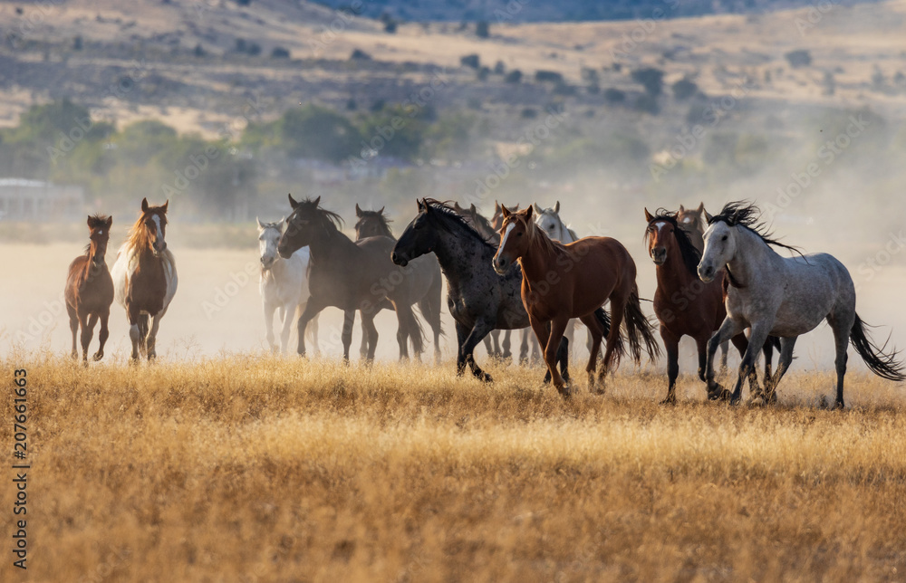 Obraz premium Herd of Wild Horses Running in the Desert