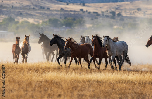 Fototapeta Naklejka Na Ścianę i Meble -  Herd of Wild Horses Running in the Desert
