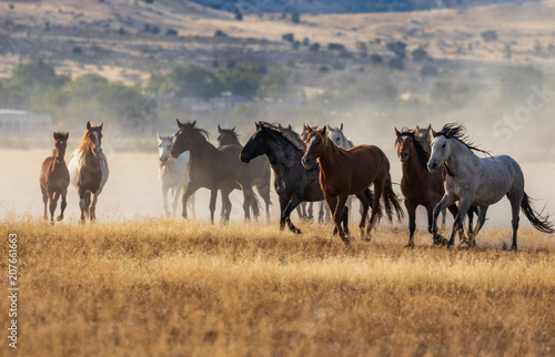 Herd of Wild Horses Running in the Desert © natureguy