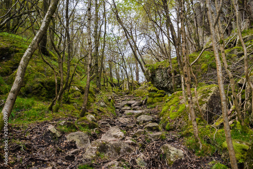 Stone stairs forest hiking path Norway