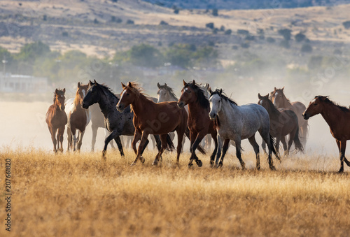 Photography Herd of Wild Horses Running in the Desert
