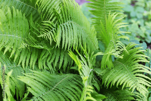 fern Bush, background image, texture