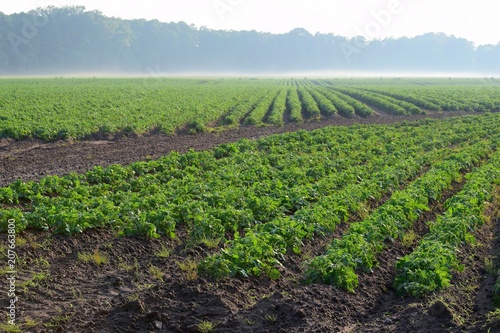 Green field of potato plants