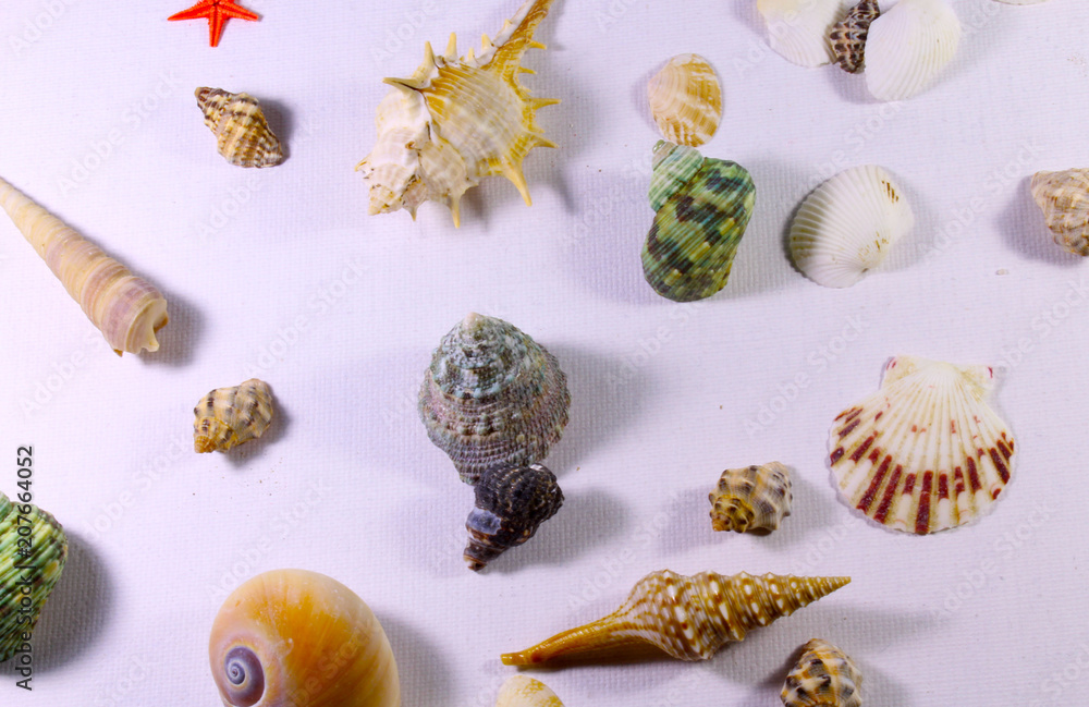 Background of seashells Background of seashells