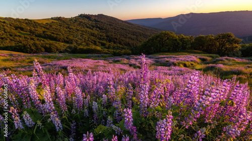 Wild Lupine Field at Sunset