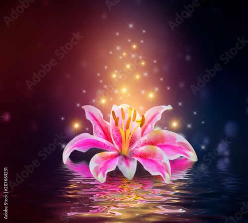 Pink Lilies flower on water reflection