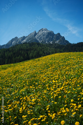 Landschaft in S  dtirol mit L  wenzahn Blumen