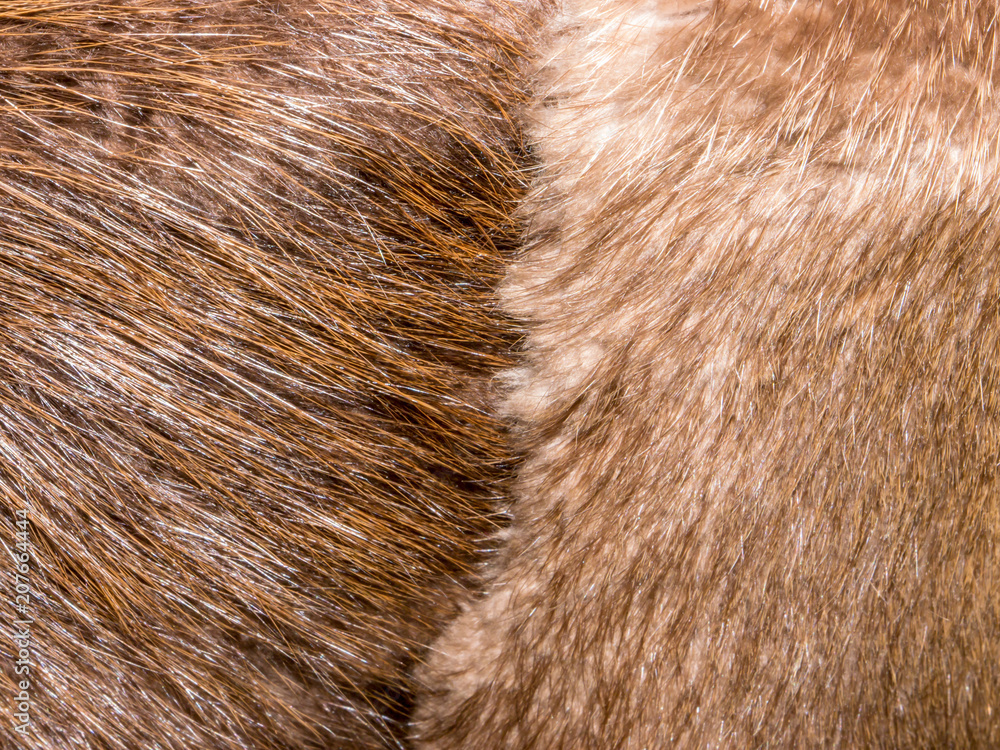 The Fur texture. The Fur texture.