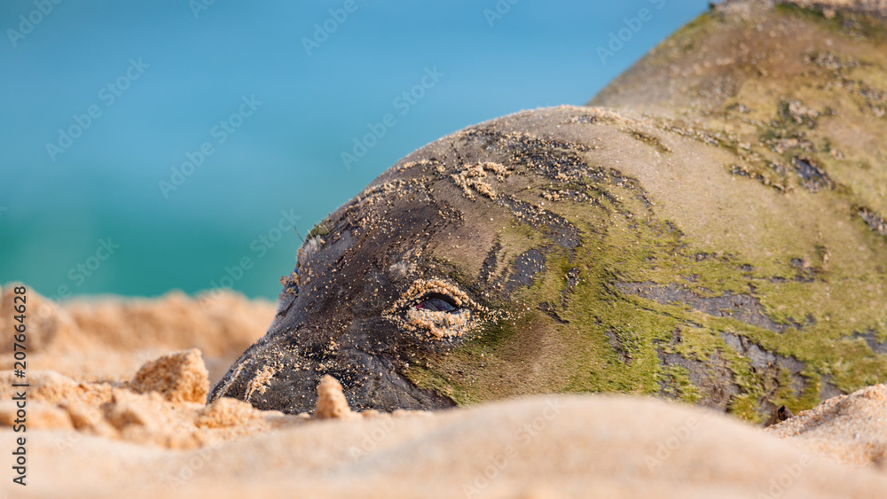 Obraz premium Hawaiian Munk Seal spoczywa na plaży