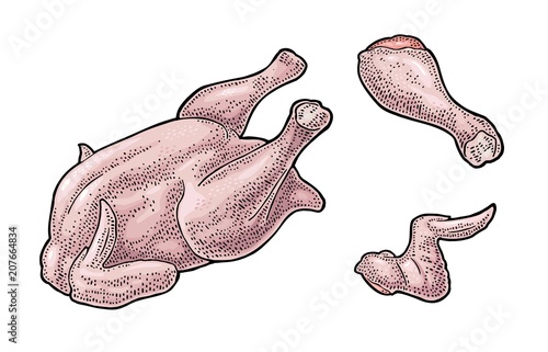 Whole, leg, wing raw chicken. Vintage color engraving illustration