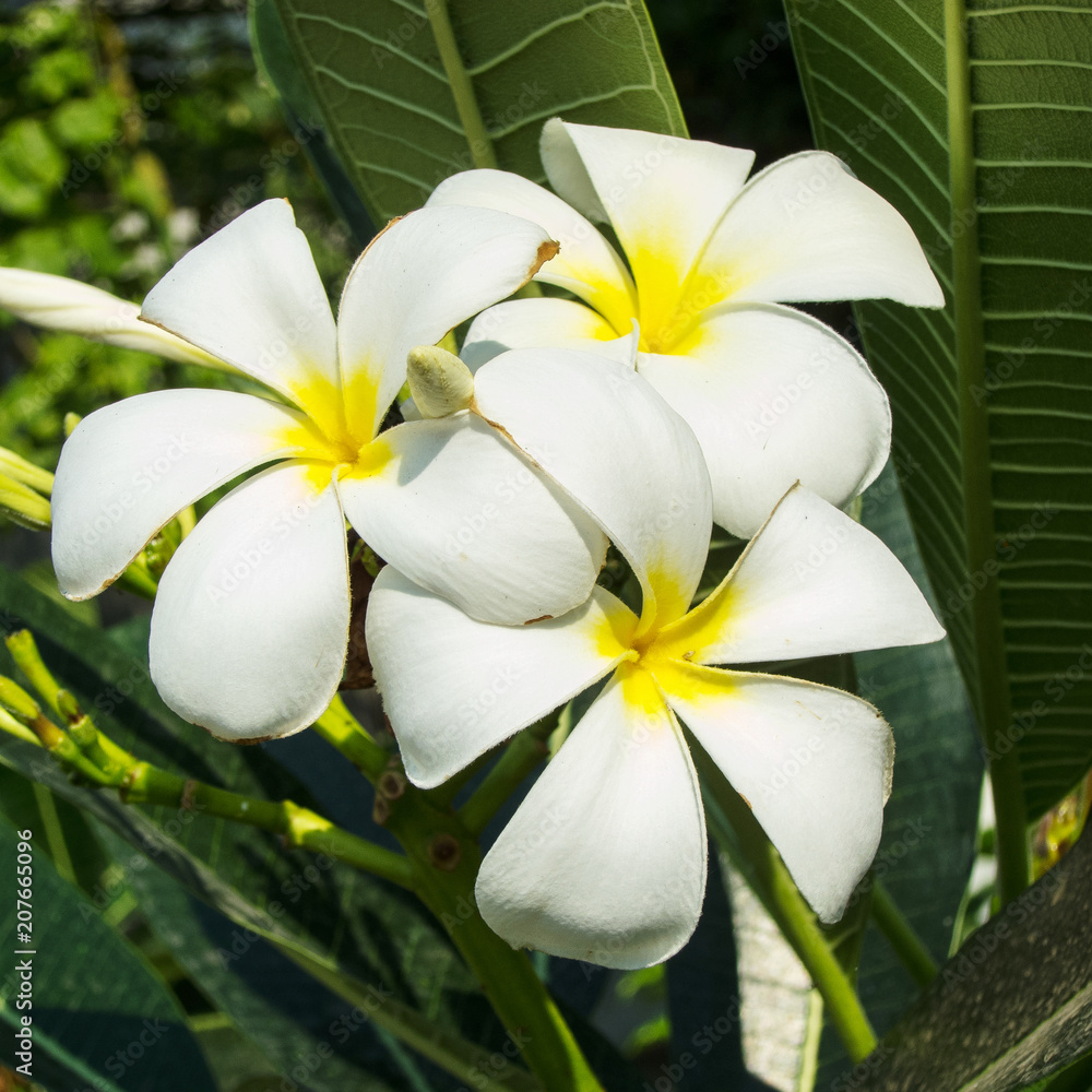 Flora in Thailand im Sommer Flora in Thailand im Sommer