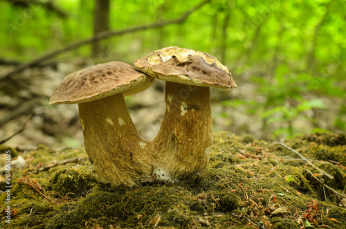 Pair of large fused edible mushrooms Boletus edulis growing on a mossy spot on the edge of the forest, detailed foreground, blurred background with green trees