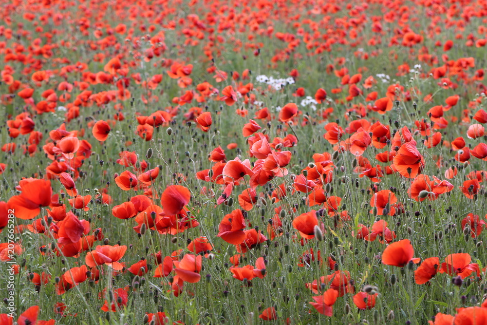 Red Poppies / Poppy Field