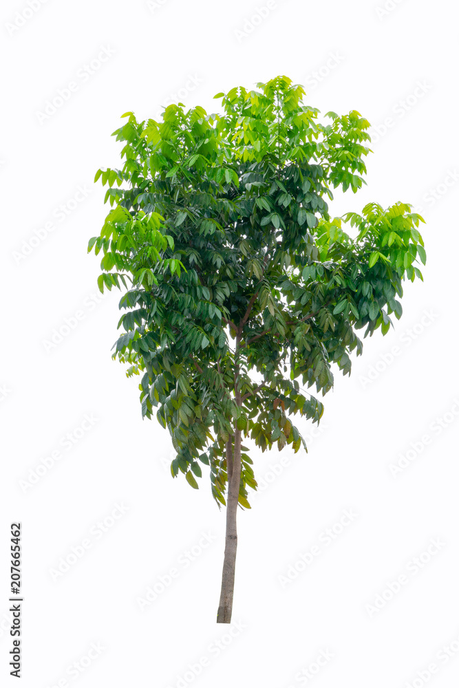 Fototapeta premium Tree isolated on white background. Object element for design. The collection of trees. With clipping path.
