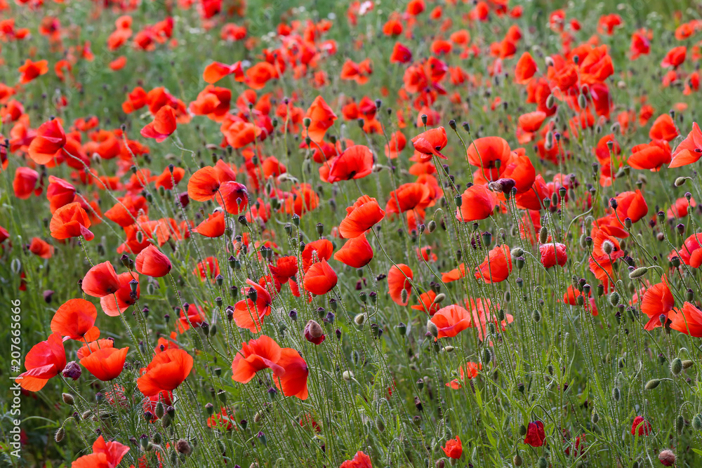 Fototapeta premium Red Poppies / Poppy Field