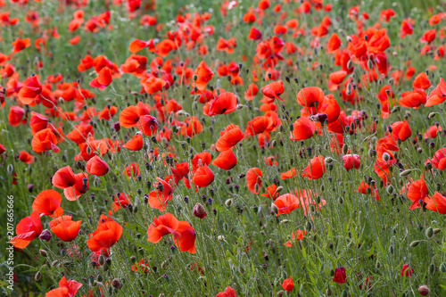 Red Poppies / Poppy Field