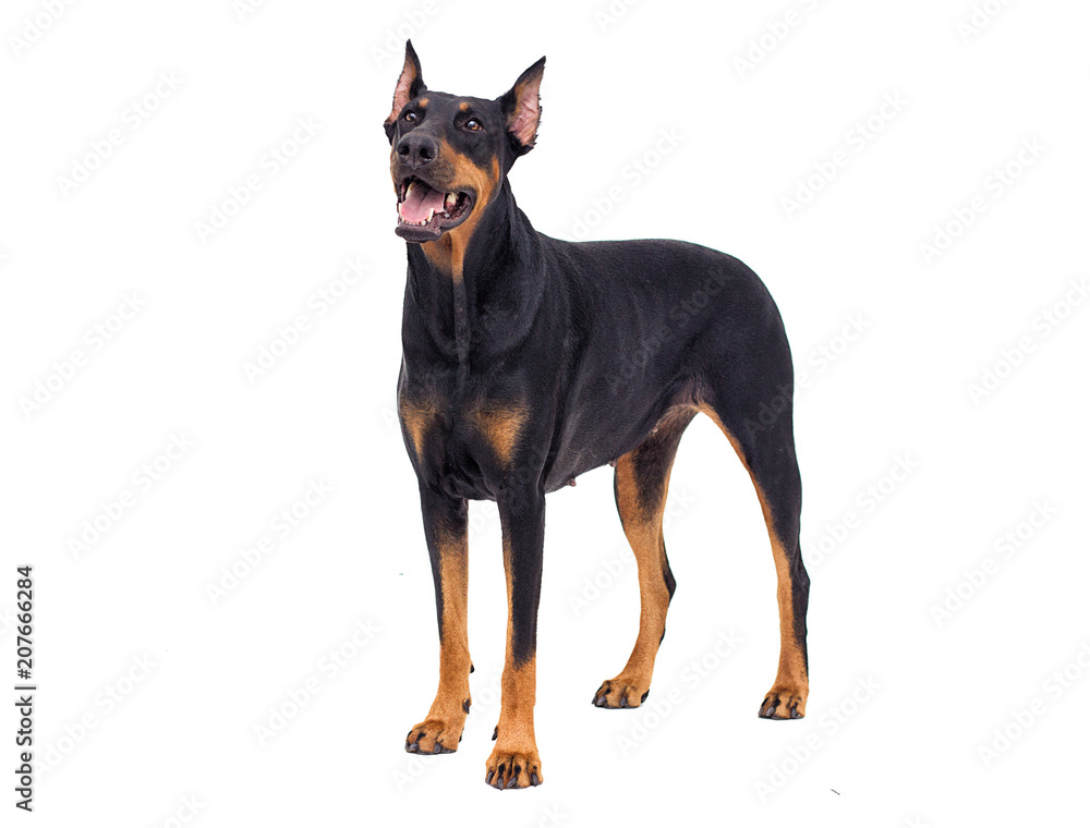 Fototapeta premium Doberman dog looking at white background